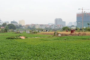 Tuyệt đối không để “rau hai luống, heo hai chuồng”