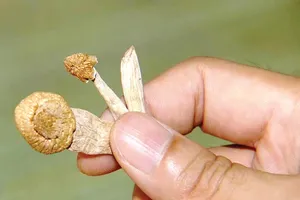 Xuất hiện nhiều loại ma túy mới