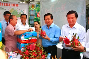 Đóng gói và chế biến thanh long xuất khẩu - thế mạnh của tỉnh Long An