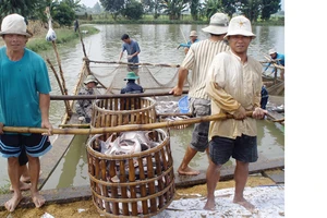 Ngành cá tra đối diện thách thức mới 