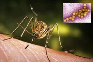 Virus nguy hiểm tái xuất ở châu Âu