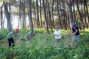 Buông lỏng thanh tra đất lâm trường