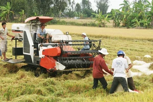 Lúa đông xuân ở ĐBSCL: Chờ vụ mùa bội thu