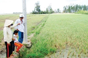 ĐBSCL: Mặn xâm nhập gây nhiều bất lợi cho sản xuất và sinh hoạt