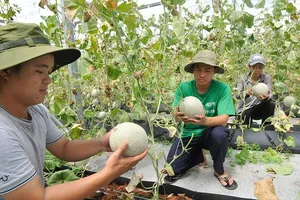 Siêu thị đặt hàng, nông dân sản xuất