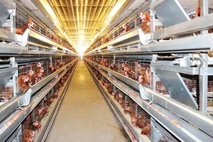 Ngành chăn nuôi gia cầm của Việt Nam đang có rất nhiều tiềm năng, lợi thế cho xuất khẩu
