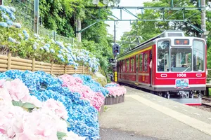 Hoa Ajisai vùng Hakone, Nhật Bản
