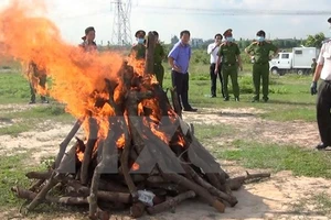 Cơ quan chức năng tiến hành tiêu hủy tang vật. Ảnh: TTXVN