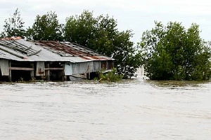 Năm nay, lũ ĐBSCL có khả năng về sớm. Trong ảnh: Nhà dân bị ngập ở vùng lũ giáp biên giới An Giang. Ảnh: T.L