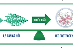 Hoạt chất từ sụn cá hồi Nhật Bản - Giải pháp đột phá cho người bệnh thoái hóa khớp