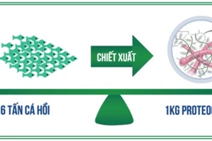 Hoạt chất từ sụn cá hồi Nhật Bản - Giải pháp đột phá cho người bệnh thoái hóa khớp