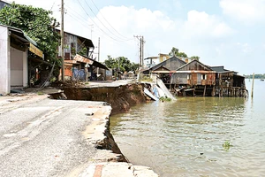 Chưa có chỗ ở, người dân quay về khu vực sạt lở ở Mỹ Hội Đông (Chợ Mới, An Giang) bất chấp nguy hiểm. Ảnh: ĐÔNG XUYÊN