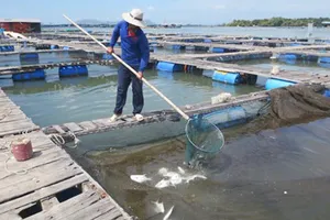 Ngư dân vớt cá nuôi lồng bè bị chết trên sông Chà Và