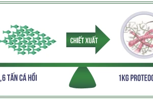 Hoạt chất từ sụn cá hồi Nhật Bản - Giải pháp đột phá cho người bệnh thoái hóa khớp