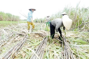 Đắng lòng cây mía