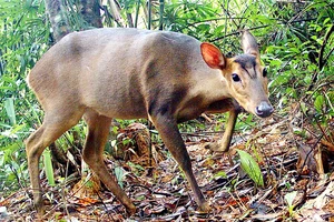 Một cá thể Mang lớn trên dãy Trường Sơn (Quảng Nam) được bẫy ảnh của WWF ghi lại. Ảnh: LEINIZ - IZW, WWF - Việt Nam