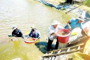 Tôm thẻ ở ĐBSCL giảm giá, nông dân gặp khó