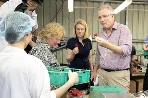 Thủ tướng Australia Scott Morrison (phải) thử dâu tây tại trang trại dâu tây Chambers Flat ở Đông Nam Queensland, Australia, ngày 5-11-2018. AAP