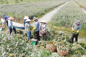 Làm giàu trên vùng đất chết