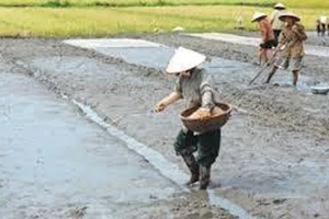 ĐBSCL: Đẩy nhanh xuống giống lúa đông xuân để né hạn mặn