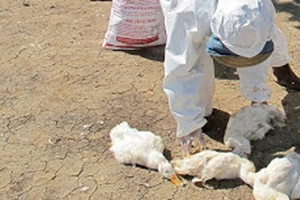 Dịch cúm A/H5N6 xuất hiện ở Hà Nội