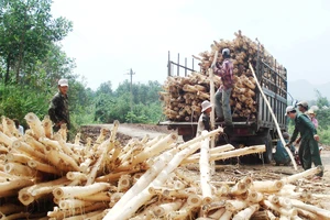 Miền Trung: Rừng mất, đất cằn - Bài 1: Muôn kiểu phá rừng