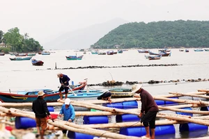 Thủ phủ tôm hùm Sông Cầu (tỉnh Phú Yên) bắt đầu hồi sinh sau bão lũ