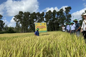 Bà con nông dân huyện Trần Văn Thời (Cà Mau) cùng các chuyên gia thăm mô hình “Canh tác lúa thông minh”