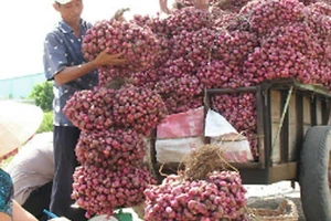 Giá hành tím trên địa bàn Vĩnh Châu đang xuống thấp kỷ lục