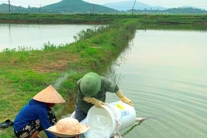 Xử lý ao nuôi tôm bị bệnh đốm trắng ở huyện Kỳ Anh, Hà Tĩnh. Ảnh: DƯƠNG QUANG