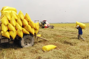 Long An có ưu thế trong cung cấp gạo chất lượng cao cho TPHCM, các tỉnh thành trong nước và xuất khẩu