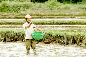 Miền Trung: Bám đồng cứu vụ đông xuân