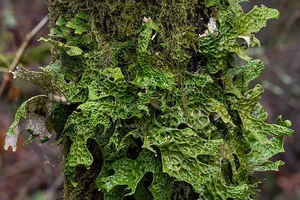 Tảo xanh Lobaria