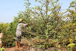 Ông Phạm Văn Từ với cây mai trị giá hàng chục triệu đồng ở làng mai Tân Tây