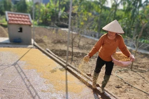 Mẹ đang gieo mạ cho vụ mùa mới