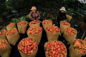 Long Khánh vào mùa trái chín