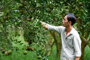 Chuyện đi “mở đất” trên lòng hồ Trị An - Bài 2: Khát vọng làm giàu ở vùng đất chiến khu xưa