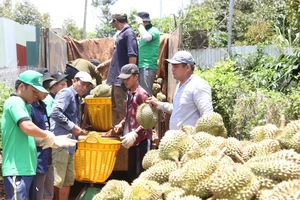 Sản xuất nông nghiệp không theo quy hoạch: Thiệt đơn, thiệt kép - Bài 4: Quy hoạch vùng chuyên canh để phát triển bền vững