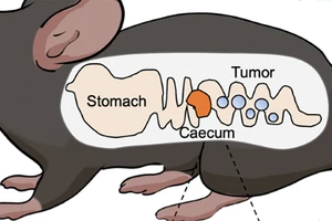 Vi khuẩn probiotic limosilactobacillus fermentum GR-3 có thể ngăn chặn khối u ở chuột. Ảnh: NATURE