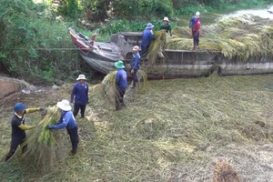 Vận chuyển năn xuống ghe đi tiêu thụ. Ảnh: TRỌNG TRUNG