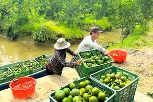 “Vị đắng” cam sành