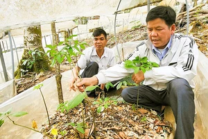 Ông A Sỹ (huyện Tu Mơ Rông, tỉnh Kon Tum) hướng dẫn người dân trồng sâm. Ảnh: HỮU PHÚC