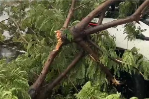 Cây đổ chắn đường, 6 người kẹt trong ô tô được cứu. Ảnh: Công an TP Đà Nẵng
