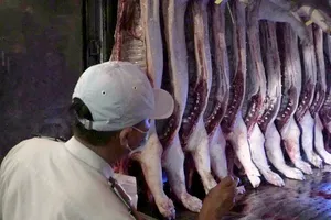 Chủ động nguồn thịt heo, trứng gia cầm dịp tết