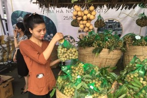 Farmers harvest longan production