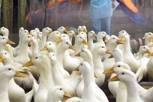 S. Korea kills 201,000 birds to stem spread of bird flu