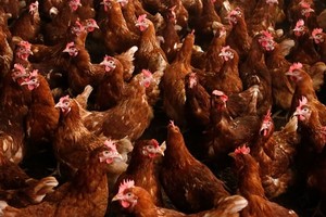 S Korea to adopt tracking system for poultry supply chain 