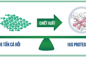 Hoạt chất từ sụn cá hồi Nhật Bản - Giải pháp đột phá cho người bệnh thoái hóa khớp