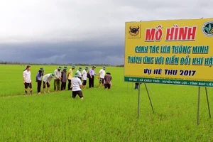 Gói kỹ thuật canh tác lúa thông minh đã đủ sức thuyết phục nông dân