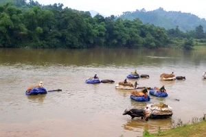 Để vận chuyển nông sản về nhà, người dân Đức Liên sử dụng trâu kéo vượt sông Ngàn Sâu